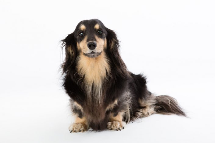 Dog photographer in Peterborough uk